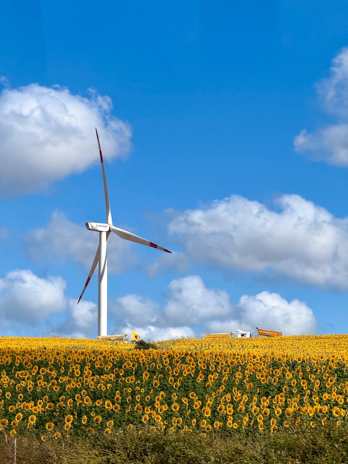 A scenic view of a wind turbine amidst a sunflower field under a bright blue sky in Silivri, İstanbul, Türkiye.